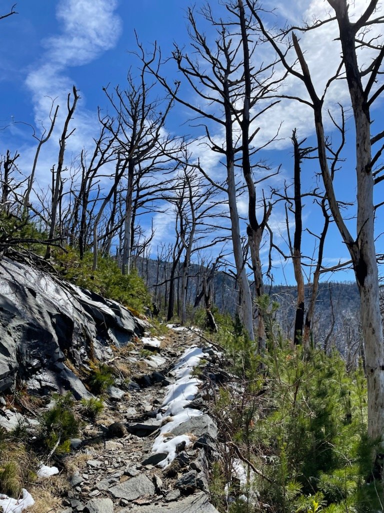 QMacrocarpa22's tweet photo. Day 1 of Disturbance Ecology inTHE GSMNP:  a hike up the Bullhead Trail to see the regrowth from 2016 Chimneys 2 fire.  (1 of 2) https://t.co/PYotxzj0Ep