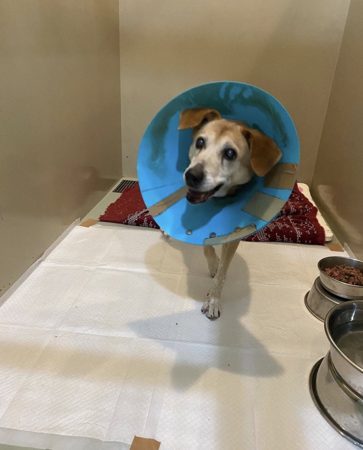 工藤 真由美 命を繋ぐ 大拡散希望 まだ収容されています 小型犬を飼いだした飼い主が 噛む からと理由に 殺していいよ と保健所に持ち込み 理解できない できるわけがない こんな最期はありえない 18歳の老犬 宮崎県 素敵な里親様の元で命