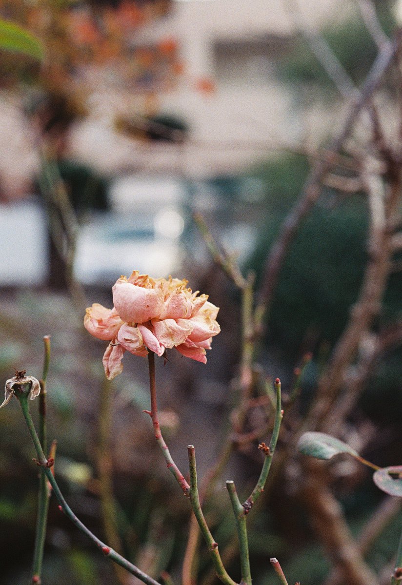 おはようございます