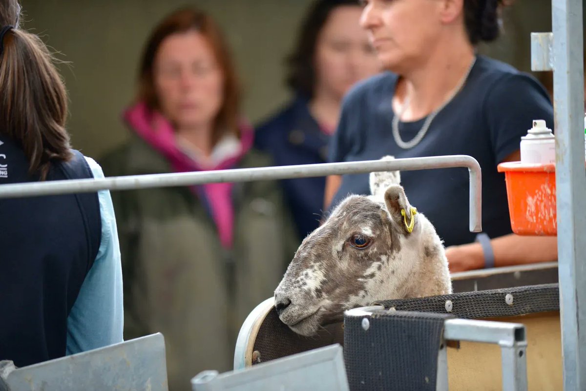 FASScot's tweet photo. There are reports of supply issues of the clostridial annual booster vaccinations for sheep, Cici Corbett, SRUC veterinary investigation officer advises what to do if you are unable to get the vaccination you require.
Read more - https://t.co/pnGzOtjp4p https://t.co/eiNM39Eiln