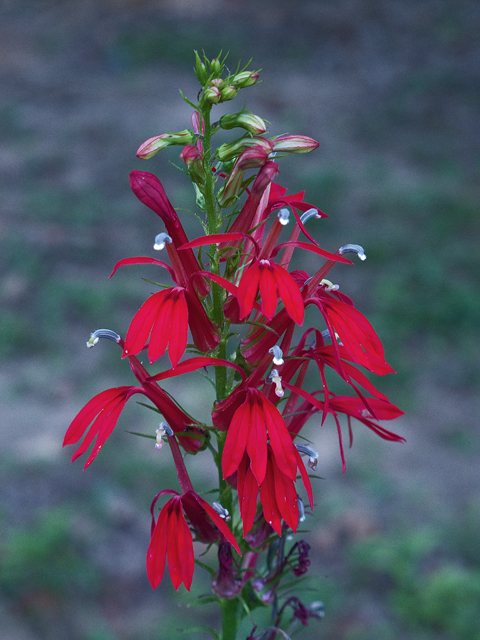 DearbornCoSWCD's tweet photo. Are you wanting to attract more hummingbirds to your yard, consider planting Cardinal Flower (Lobelia cardinalis). The bright long red flowers attract hummingbirds, butterflies, and other bird species. You can get Cardinal Flower from our native plant sale this year. https://t.co/LqN758M9th