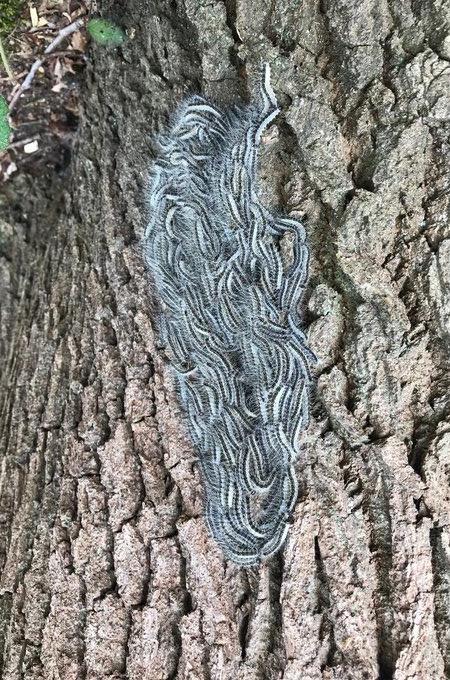 royal_forestry's tweet image. Coming up. Two free webinars.  From FC South East and London Oak Processionary Moth – Wednesday 23rd March 9:00am ow.ly/6MkK50Ig47I ;  From FC
Phytophthora pluvialis – Tuesday 5th April 10:00am ow.ly/26WT50Ig47J  #treediseases #treepests #opm #Phytophthorapluvialis