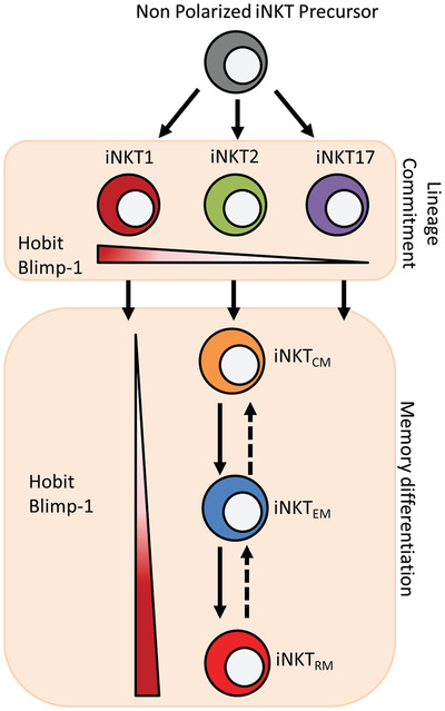 Hobit and Blimp-1 instruct the differentiation of iNKT cells into resident-phenotype lymphocytes after lineage commitment
Kragten,  Taggenbrock, Parga Vidal,  van Lier,  Stark,  van Gisbergen <a href="/amsterdamumc/">Amsterdam UMC</a> 
bit.ly/3q7tRJD