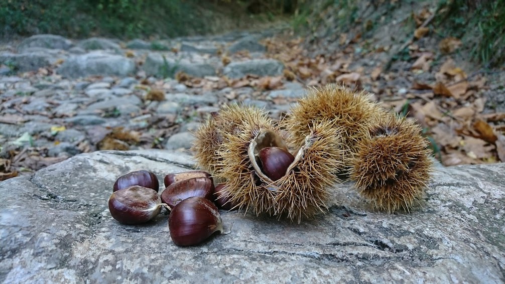 ItalyTravelMore's tweet photo. Harvesting Chestnuts on Monte Barro Lake Como How do you say Chestnuts in Italian? #italy #travel #italytravelmore https://t.co/jb5nCYcStL https://t.co/wssEXCZ5UW