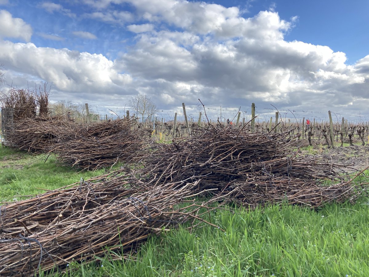 BBVEA2106_Tours's tweet photo. Hard work on Saturday ! 💪We harvested 300 kgs of grape canes🍇
When your body can feel the weight of science!! 🏋️
@cvalo_cvl @UnivTours #LOCASARM #polyphenols
#biocontrol https://t.co/FAxIxGhMnj