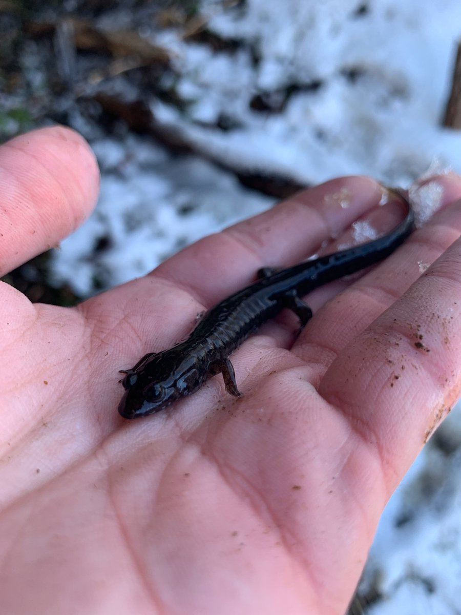 QMacrocarpa22's tweet photo. Day 1 of Disturbance Ecology in the GSMNP: Thanks Rob Klein and Matt Wood of NPS!  Day 1 was Table Mt Pine and salamanders.  What will Day 2 bring?  #DisturbedAtPurdue https://t.co/kSf6FPdXVA