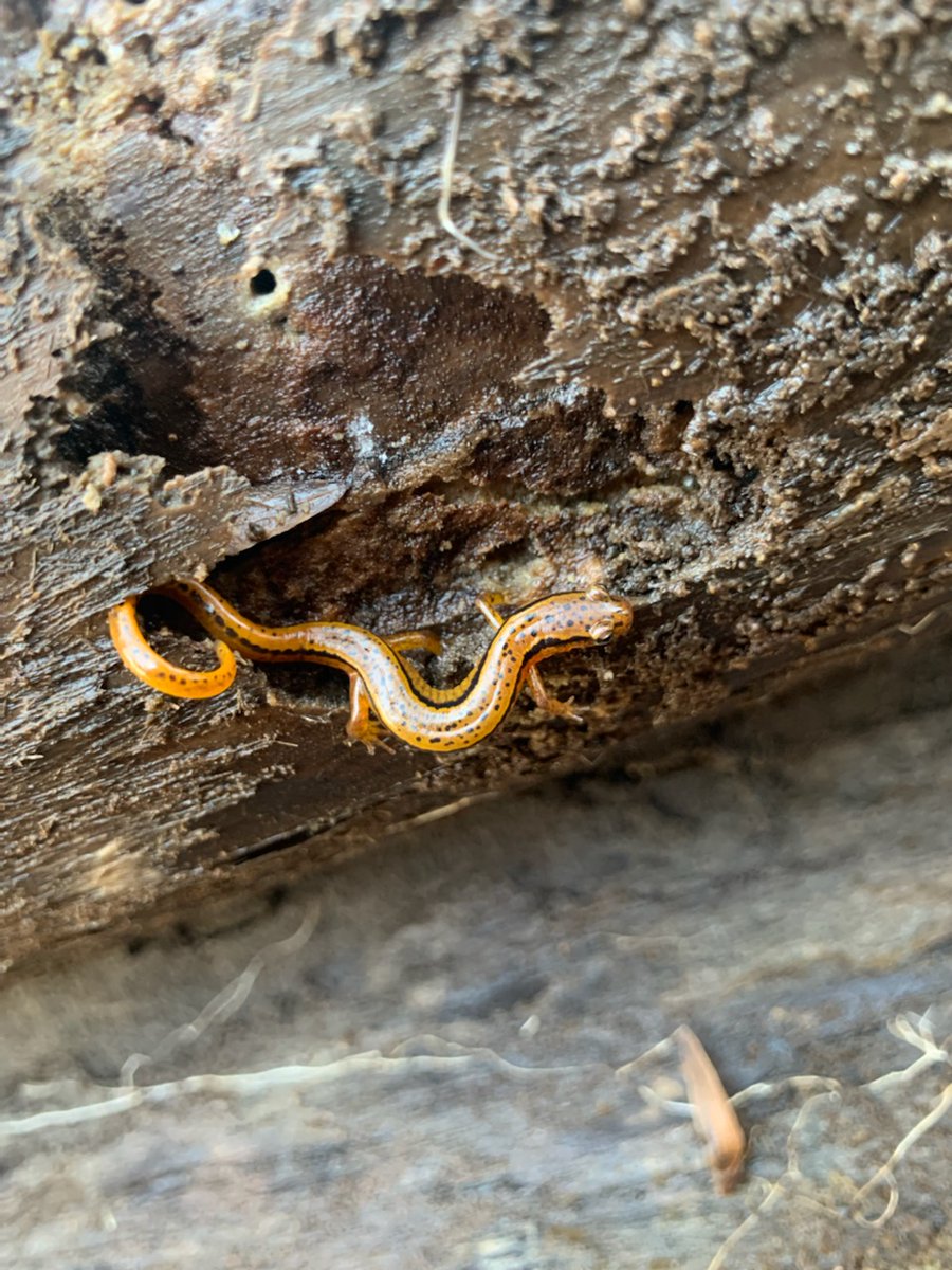 QMacrocarpa22's tweet photo. Day 1 of Disturbance Ecology in the GSMNP: Thanks Rob Klein and Matt Wood of NPS!  Day 1 was Table Mt Pine and salamanders.  What will Day 2 bring?  #DisturbedAtPurdue https://t.co/kSf6FPdXVA