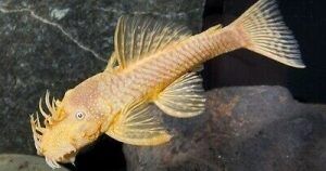 LiveFishDirect's tweet photo. #TuesdayTip Tired of constantly having to clean your #AfricanCichlid tank? We recommend adding four to six catfish and plecos as well as a dozen snails to help with keeping the tank clean. You can find these species at #LiveFishDirect! https://t.co/M47z9cm5mc https://t.co/ekV7R7H4tG