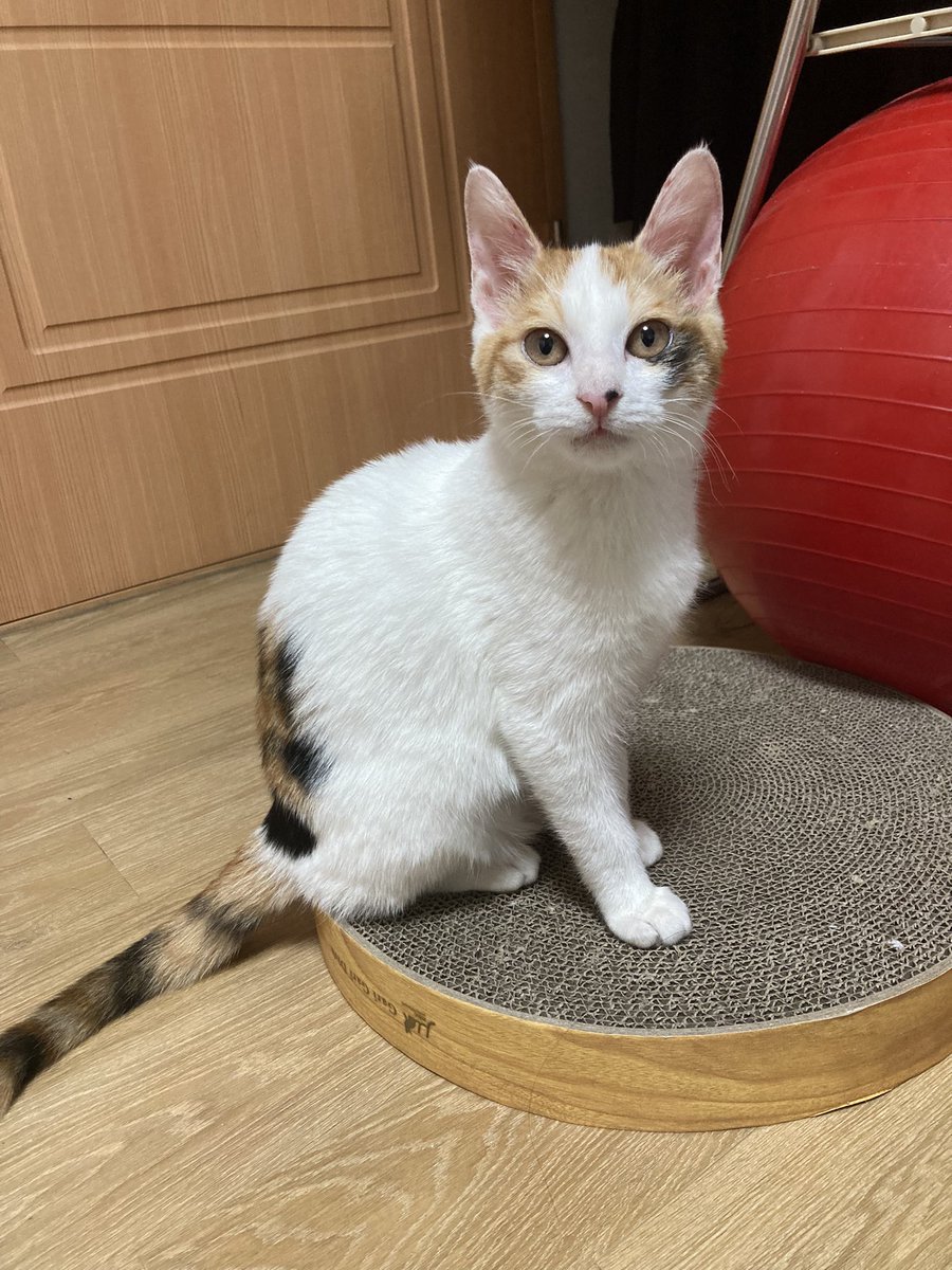 senet_m_cat's tweet photo. >rt 부탁합니다.
삼색 고양이 보은이의 가족이 되어줄 분을 찾고 있습니다. 

나이: 현재 추정 5개월
지역: 포항 / 전국

어미 없이 허피스에 걸려 있는걸 발견하여 치료 후 보호하고 있습니다. 묘연이 느껴진 분은 디엠 또는 멘션으로 문의 해주세요. 

타래를 보시면 애기의 성장과정이 있습니다. https://t.co/gE7RxF3Sdi