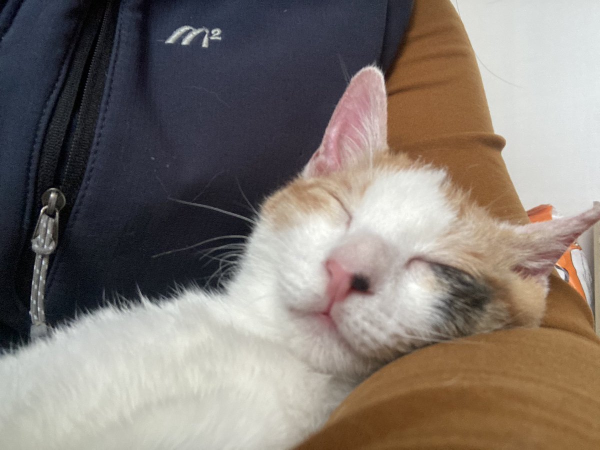 senet_m_cat's tweet photo. >rt 부탁합니다.
삼색 고양이 보은이의 가족이 되어줄 분을 찾고 있습니다. 

나이: 현재 추정 5개월
지역: 포항 / 전국

어미 없이 허피스에 걸려 있는걸 발견하여 치료 후 보호하고 있습니다. 묘연이 느껴진 분은 디엠 또는 멘션으로 문의 해주세요. 

타래를 보시면 애기의 성장과정이 있습니다. https://t.co/gE7RxF3Sdi
