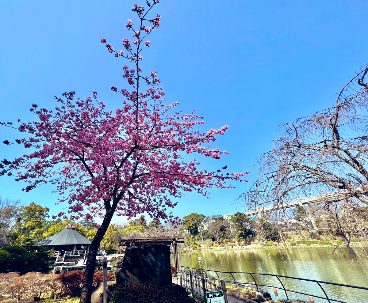 CHarmonyChiba's tweet photo. 河津桜が満開です🌸
少しずつ、桜色づく千葉公園で、本日もカフェ・ハーモニー、蓮華亭売店共に営業しております。#千葉公園 https://t.co/gczmWxVqXB