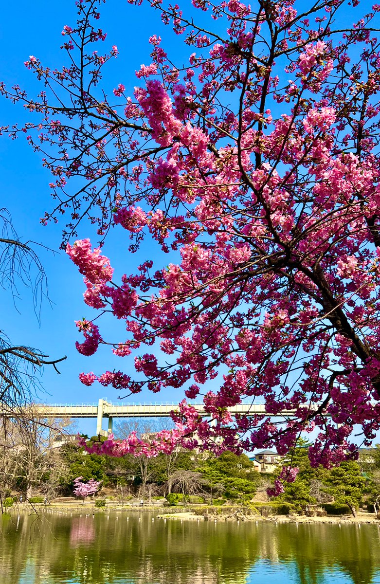 CHarmonyChiba's tweet photo. 河津桜が満開です🌸
少しずつ、桜色づく千葉公園で、本日もカフェ・ハーモニー、蓮華亭売店共に営業しております。#千葉公園 https://t.co/gczmWxVqXB