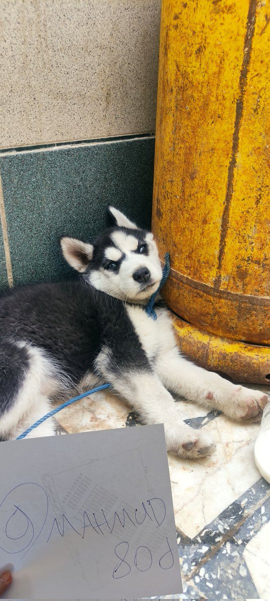 Mahmud80d's tweet photo. @goldshellminer #goldshell 
#dogearmy 
#dogecoin
My blue eye puppy🥰😅 https://t.co/e5h3UENVzs