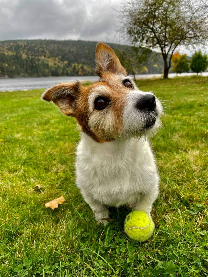 HenningKvitnes's tweet photo. What is it with you humans? Why can't you just live in peace, be kind and playful? Life is just a short moment between 2 eternities ........ https://t.co/z2IR23i0oh
