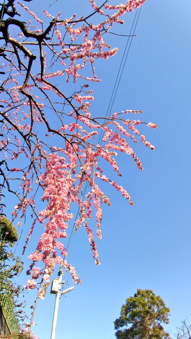 夕方散歩。
日が長くなりましたね。 