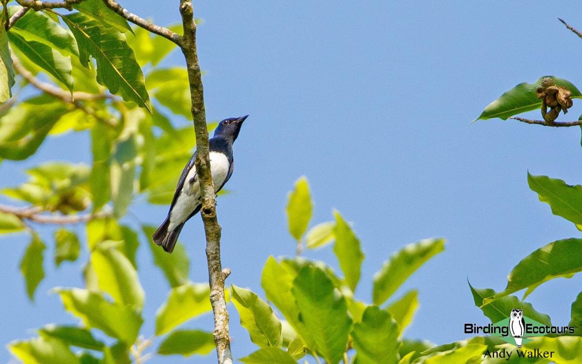 Blue-and-white Flycatcher is one of my favourites and I’ve enjoyed finding multiple birds this year in Bali, Indonesia. 

#BirdsSeenIn2022 #birding #birdwatching #birdtwitter #TwitterNatureCommunity #birds