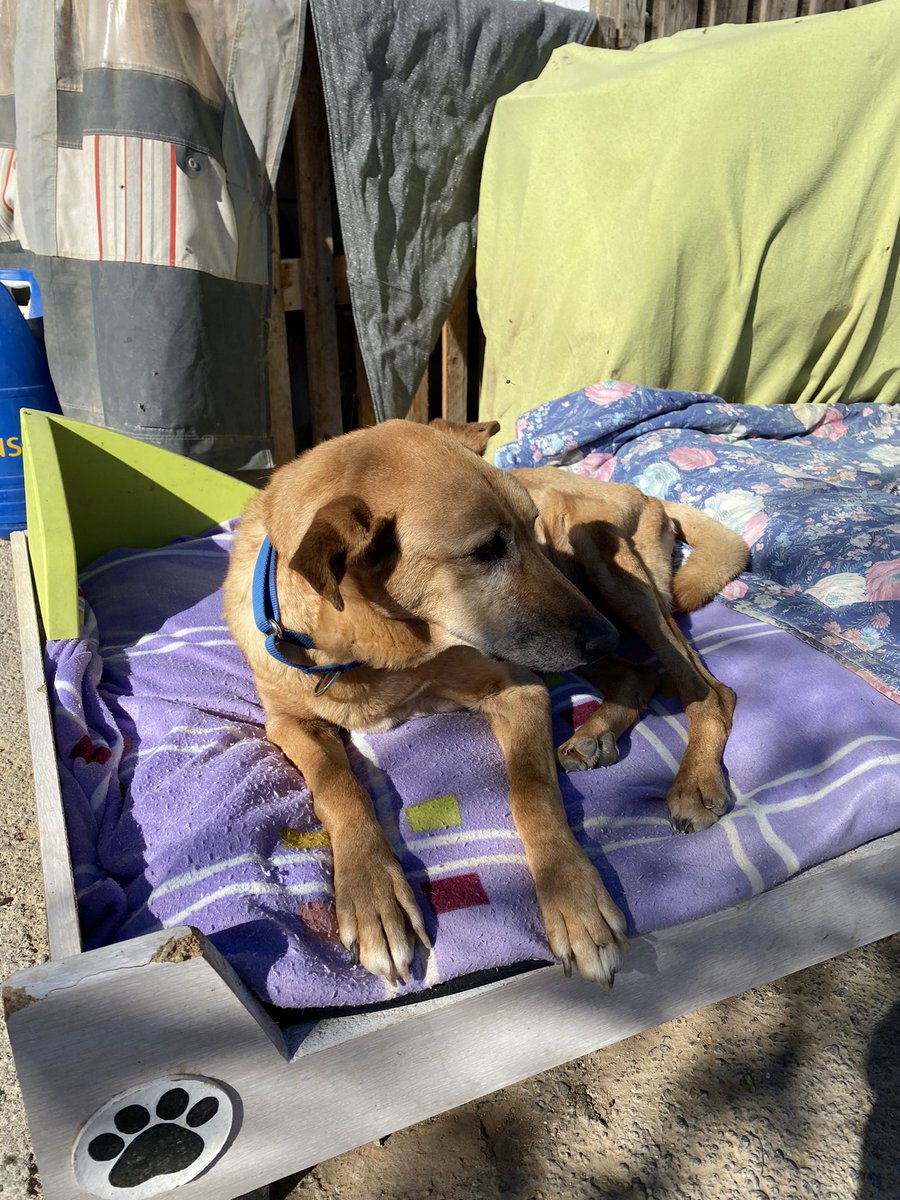 Beautiful day volunteering at the local animal shelter 4A, Asociación de Animales de Arico, Tenerife! So many beautiful souls waiting for their forever home! 🐾❤️