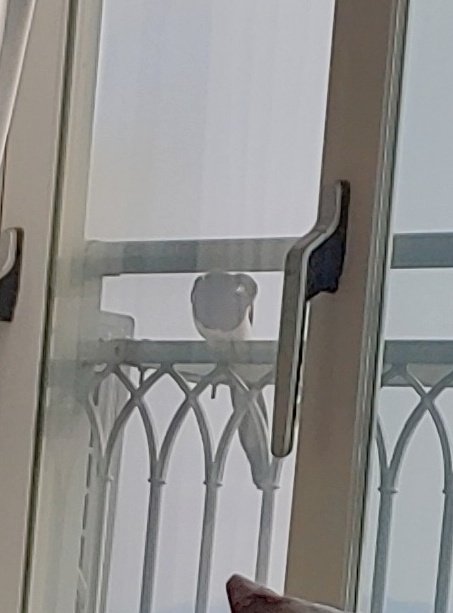 ddangkongi_'s tweet photo. 땅콩이랑 누워있는데 까치가 양아치표정으로 이러고 계속 쳐다봐서 땅콩이 완전 쫄았음 https://t.co/MY3oAEQLXC