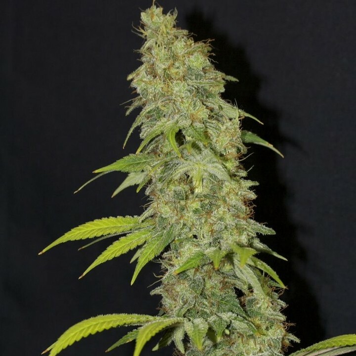 MNS Angel Breath is a strong Mango Haze crossed to male Afghan Haze...producing prolific long colas and sweet fragrances of ripe Mangos and Berry fruitiness. It is a wonderful line, with a 50 % Haze influence and partly NL5, Afghan and Skunk...just about every building block…