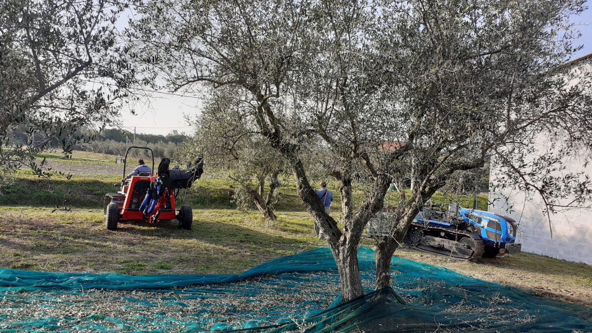 Rurabilandia's tweet photo. Agricoltura sociale. L’azienda agraria Domenico Ricciconti è da sempre attiva nell’agricoltura sociale e nell’inclusione. Oggi più che mai #WDSD22 #WDSD ASP2 Teramo #solocosebelle https://t.co/UBKTHXQnJC