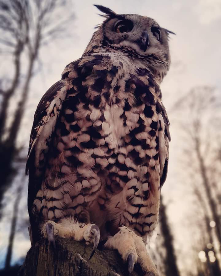 Dawn Mackinder Eagle Owl! 💛
Isnt she stunning - look at her talons! If you're interested in finding out about educatin visits take a look at our web you'll find lovely testimonials from schools too hootwithme.co.uk 
#NatureEducation #countrysideclassroom  #conservation