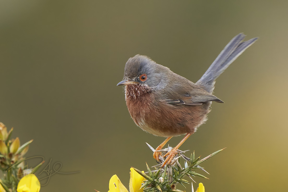 Phil Aylen 🦉 tweet media