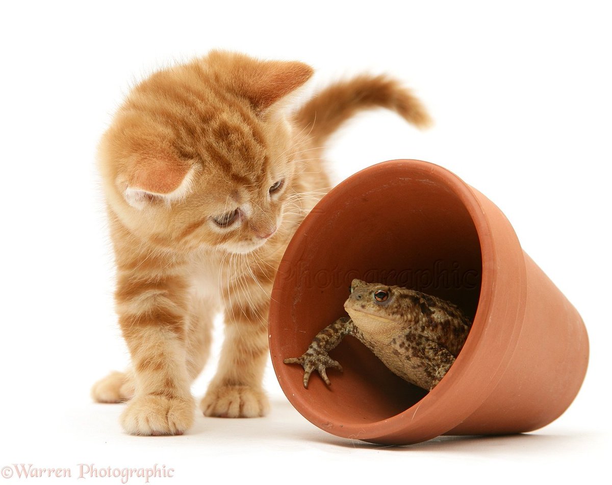 Toad Posting (@PostingToad) / Posts / X