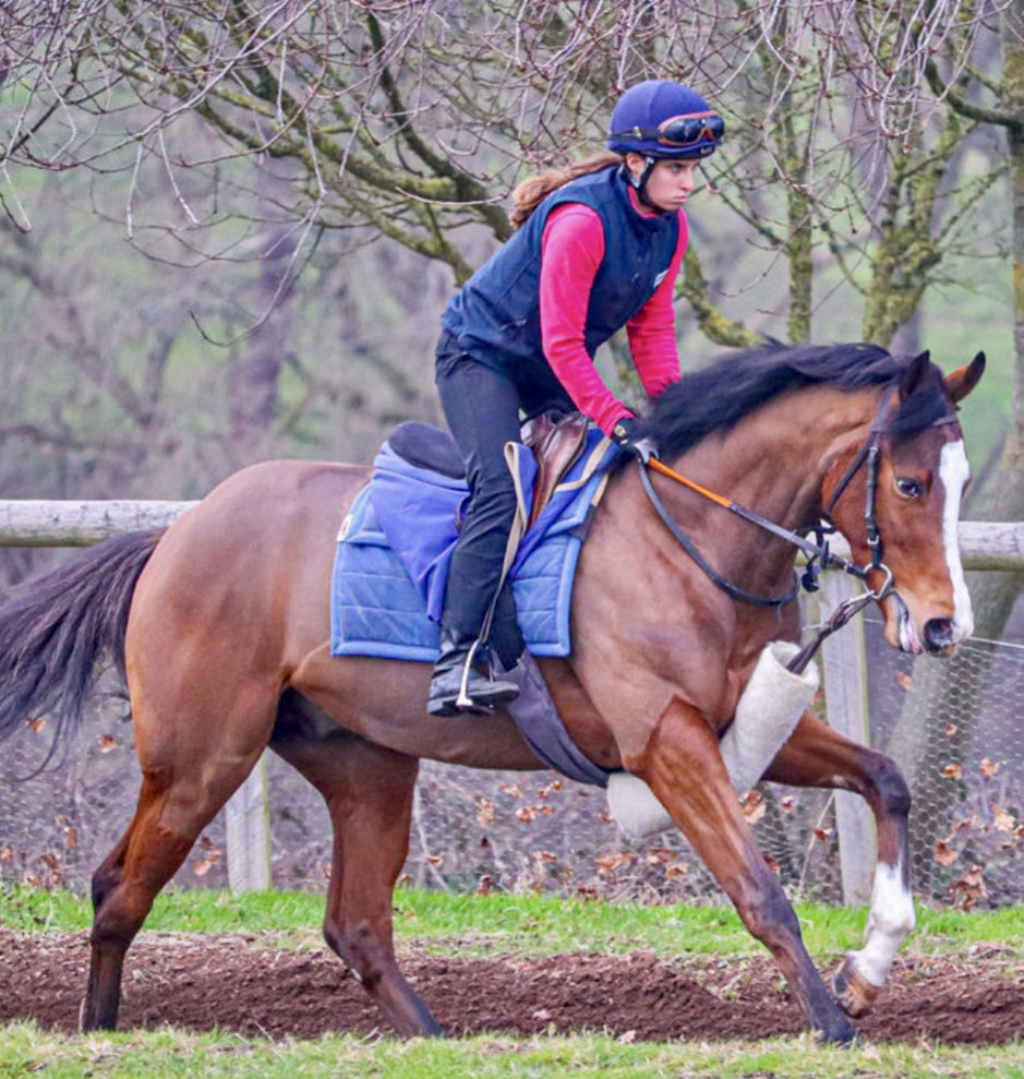 DavidMenuisier's tweet photo. Handsome 3yo boy on the gallops - EGOISTE- from a top ๐บ๐ธ family.
Will make his debut some time this year. #Flintshire @JuddmonteFarms @HarasMontaigu
๐จ FOR SALE ๐จ
#Cutefactor https://t.co/A0tTkqVY2X