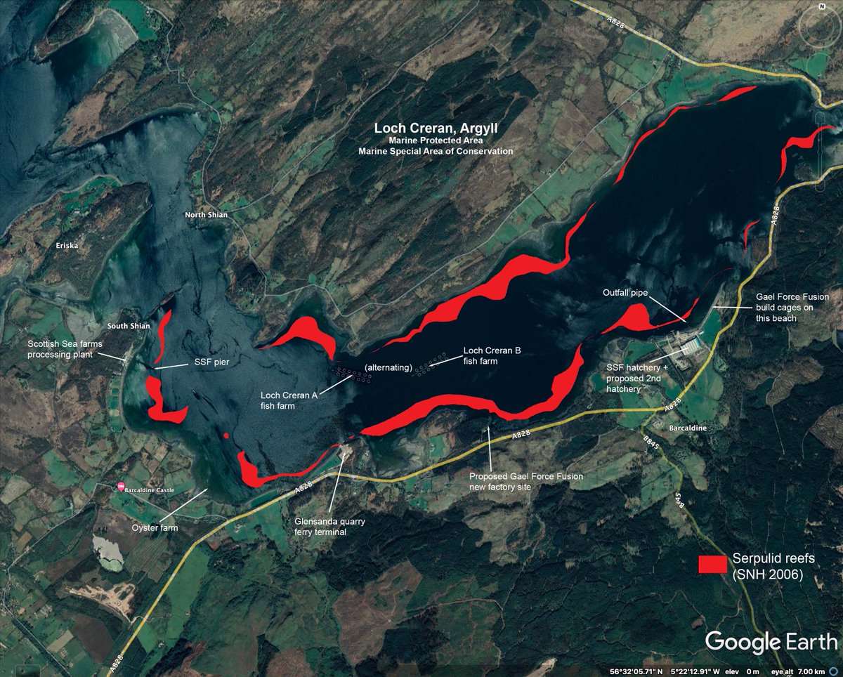 Loch Creran, Argyll. The most important site in the world for serpulid reefs - our version of coral reefs. They are fast disappearing. This map shows the  aquaculture developments in this fragile ecosystem. Where are the regulators when you need them?
@marinescotland <a href="/ScottishEPA/">Scottish Environment Protection Agency (SEPA)</a>