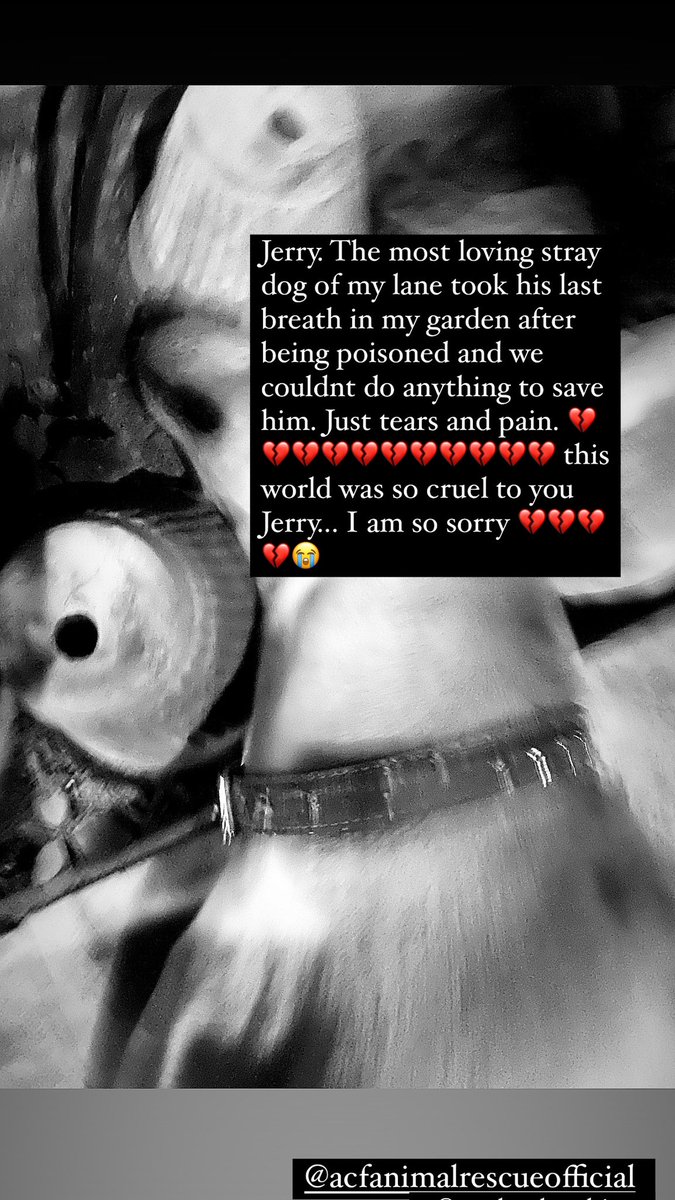 syedatubaanwar's tweet photo. 💔💔💔🐾😭 #AnimalRights #straydogs #stopkillingstrays #pakistan (5/5) https://t.co/QKXm7Ikkoh