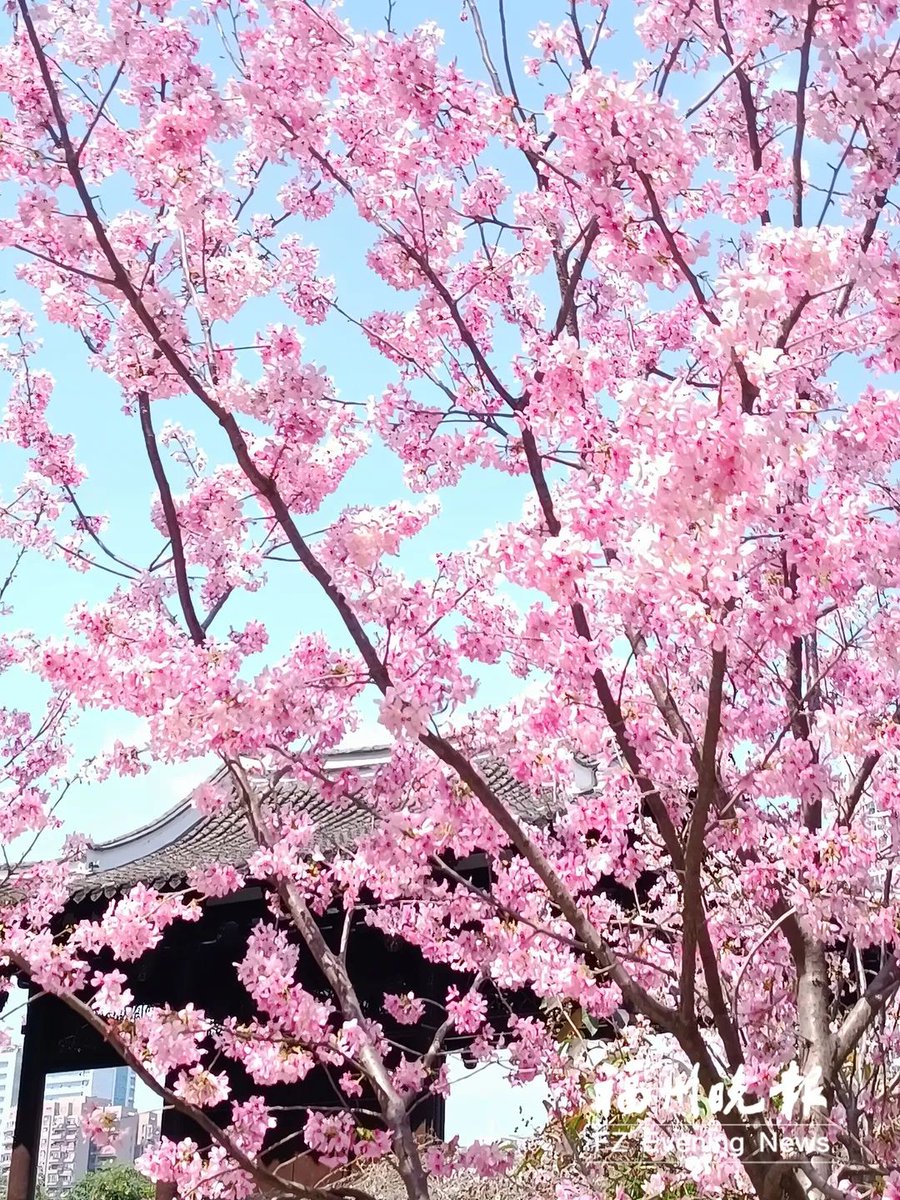 FuzhouCity's tweet photo. 🌸🌸🌸Showered in sunlight, rosy cloud-like cherry #blossoms are blooming brilliantly under the blue sky at #Fuzhou’s Chating Park, offering up a bright spring scene. #SpringInFuzhou https://t.co/9MRlH54ocH