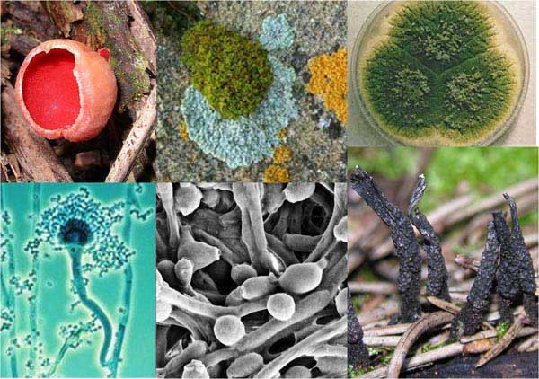 IGeociencias's tweet photo. Los primeros hongos descubiertos fueron de los géneros #Basidiomicetos y #Ascomicetos. Estos microorganismos son resistentes a condiciones extremas debido a que producen biofilm, un conglomerado de polisacáridos y proteínas. https://t.co/uge3Dty5Cm
