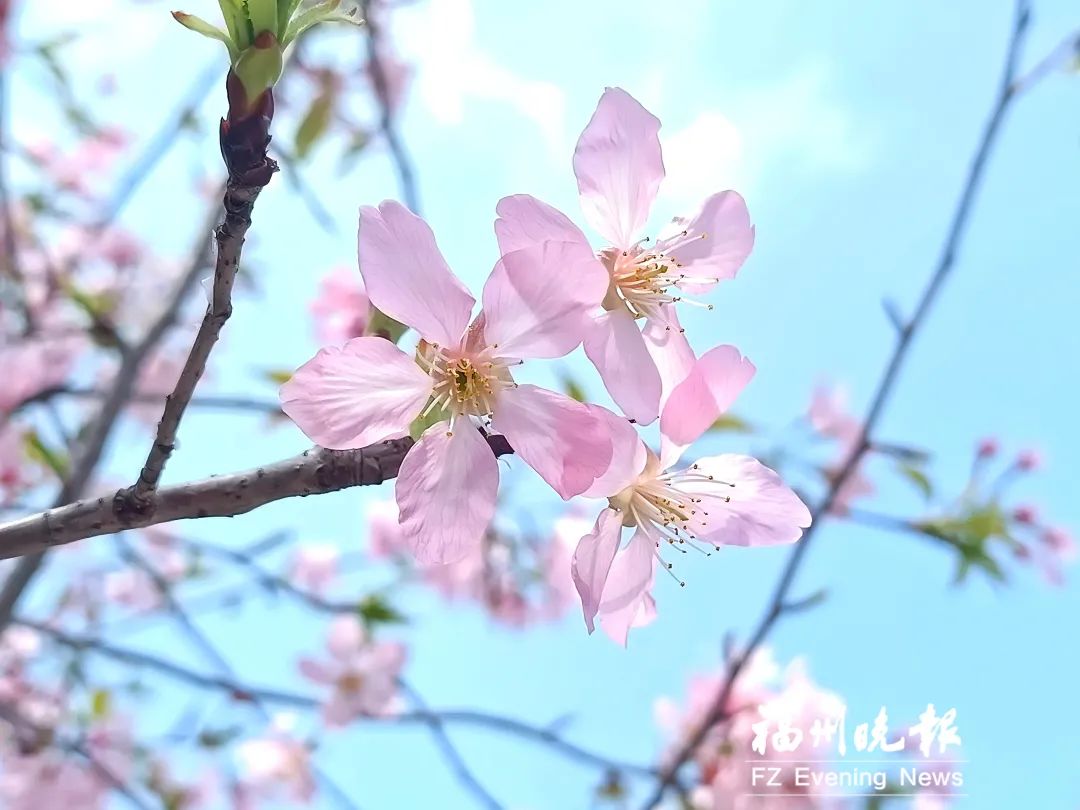 FuzhouCity's tweet photo. 🌸🌸🌸Showered in sunlight, rosy cloud-like cherry #blossoms are blooming brilliantly under the blue sky at #Fuzhou’s Chating Park, offering up a bright spring scene. #SpringInFuzhou https://t.co/9MRlH54ocH