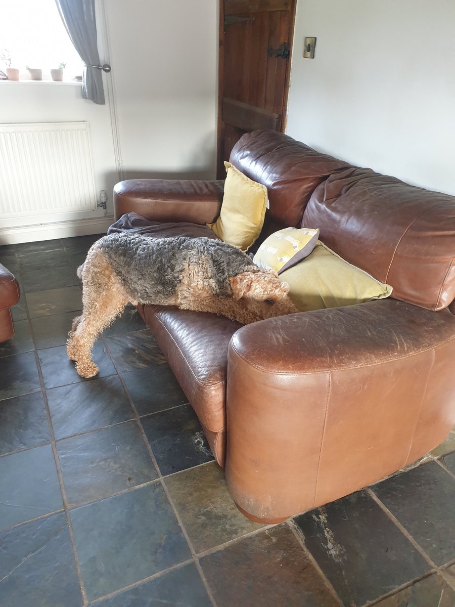 Just resting after my walk &amp; breakfast 😆 #airedaleterrier #airedaleterriermoments #lifewithterriers