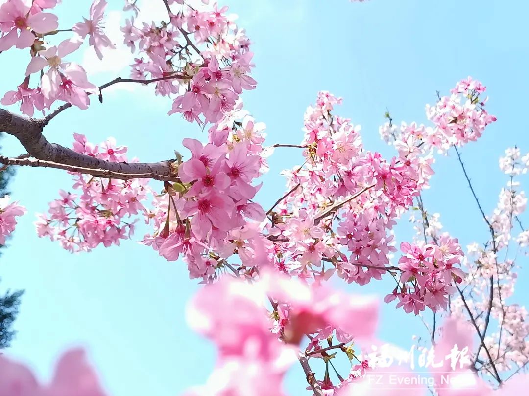 FuzhouCity's tweet photo. 🌸🌸🌸Showered in sunlight, rosy cloud-like cherry #blossoms are blooming brilliantly under the blue sky at #Fuzhou’s Chating Park, offering up a bright spring scene. #SpringInFuzhou https://t.co/9MRlH54ocH