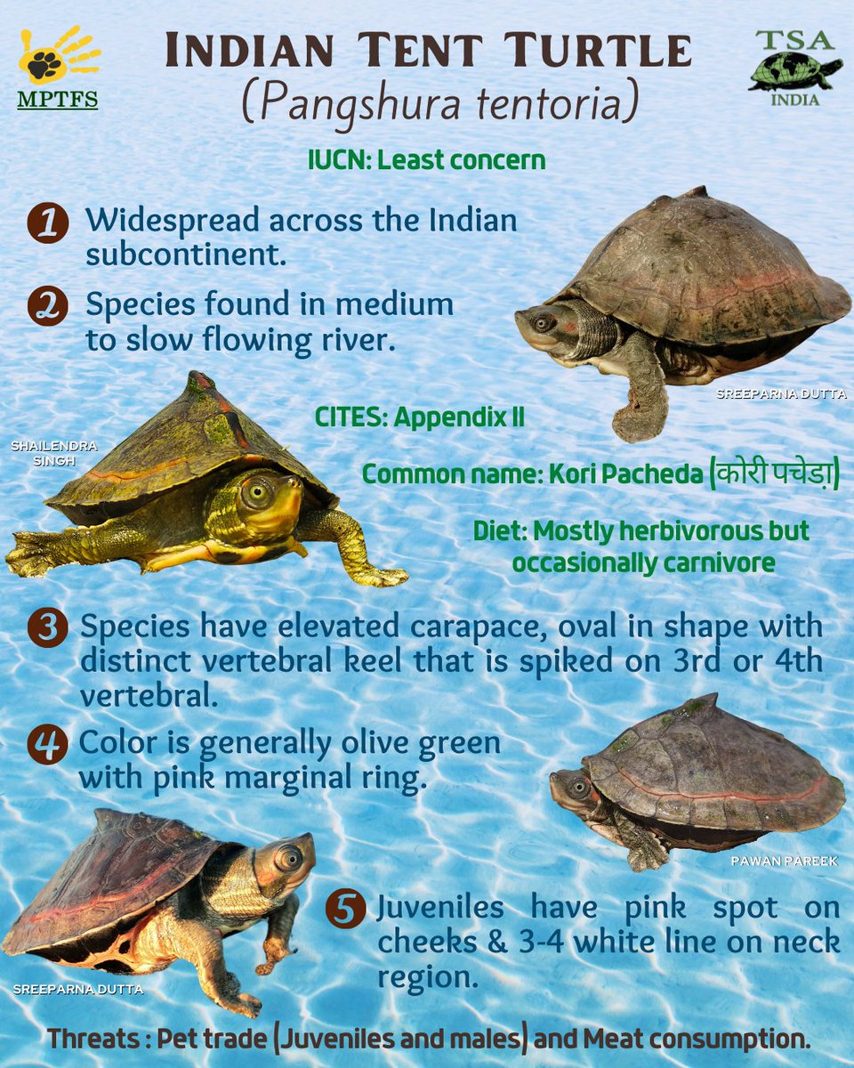 Meet our next Turtle - Indian Tent Turtle !!
One of the most widespread turtle across Indian Subcontinent !!

#turtletuesday #saveturtle #mptfs