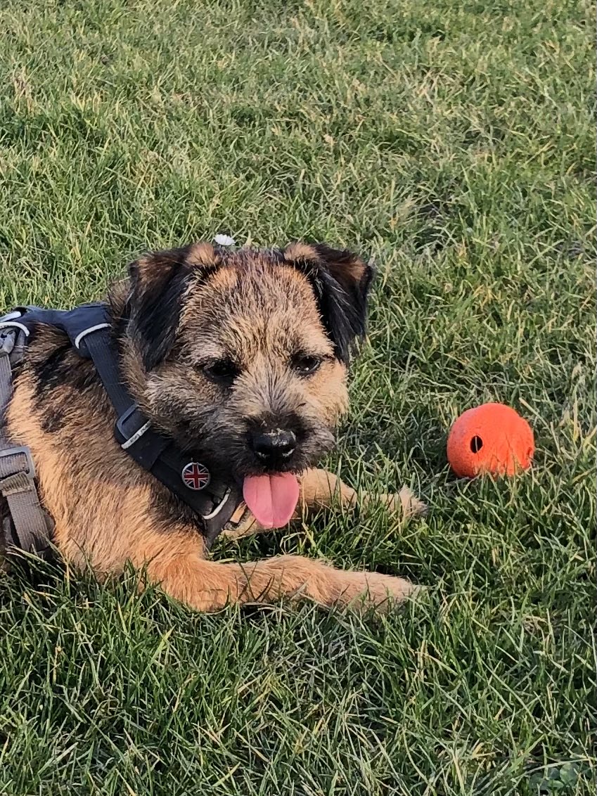chesterterrier's tweet photo. Happy #tongueouttuesday #btposse #dogsoftwitter #muddynose #chuckit ๐พ๐ถ๐ https://t.co/fAgir0woeu