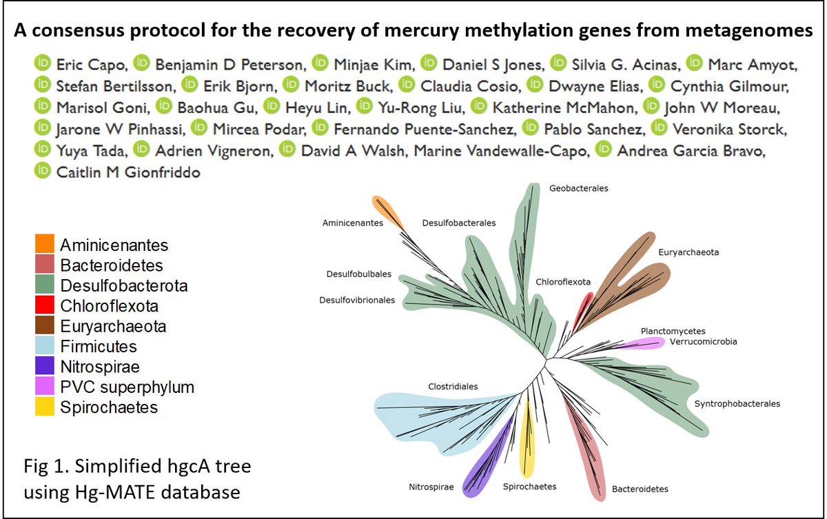 I am so proud to share the preprint providing resources to recover hgcAB genes from metagenomes. This includes the gene catalogue Hg-MATE and the marky coco pipeline. with <a href="/caitlin_gio/">Dr. Caitlin Gionfriddo</a> <a href="/BigMicrobeBen/">Benjamin Peterson</a> <a href="/jandriugarcia/">Andrea G Bravo</a> <a href="/Stebe69/">Stefan Bertilsson</a> @Cindy_Gilmour et al. (1/6)
researchgate.net/publication/35…