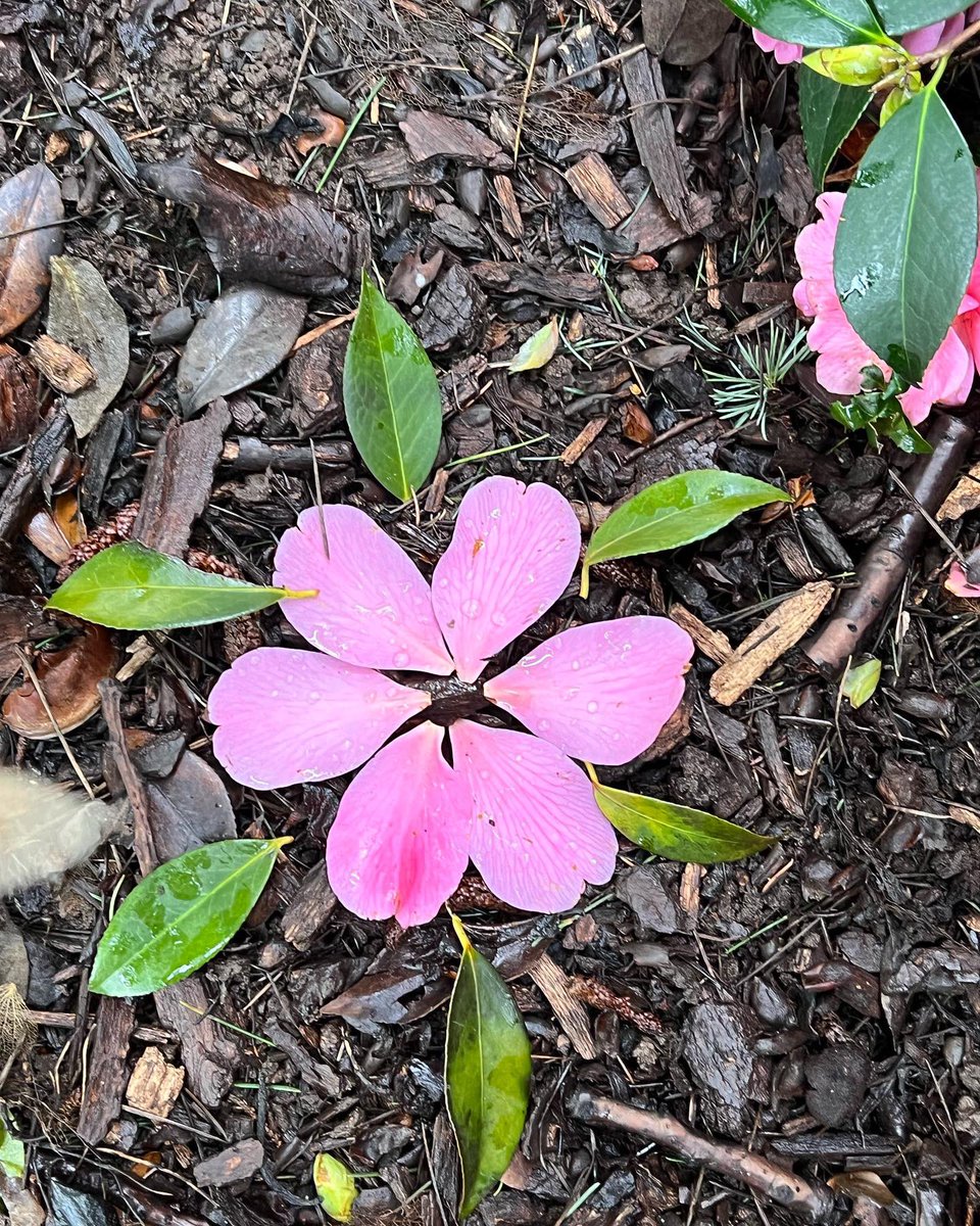 yasmine_oozeear's tweet photo. ~~~ 🍃🌸🍃 it’s the little things
That matter the M🌸st ~~~ 🍃🌸🍃
#SoftPetals
#Creativity
….🌸… https://t.co/CHTrxBZE9G