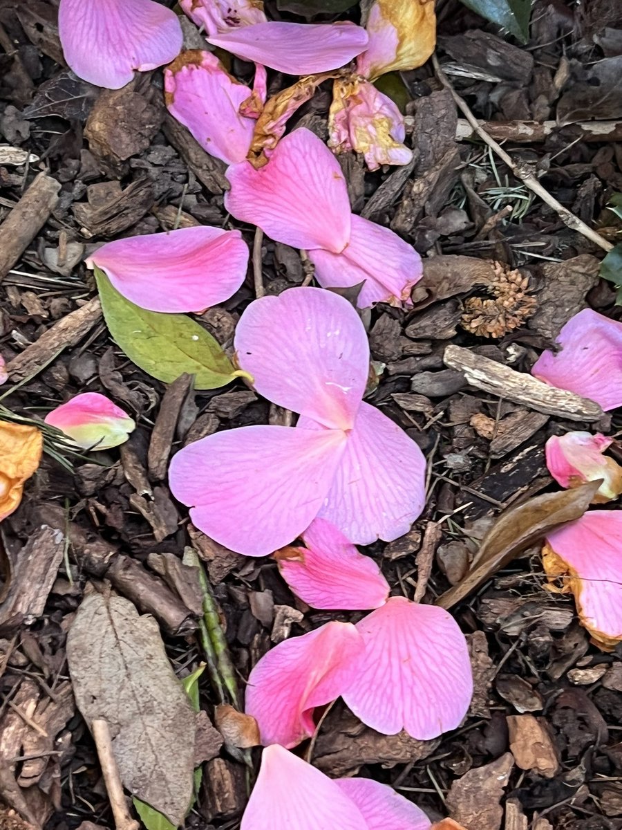 yasmine_oozeear's tweet photo. ~~~ 🍃🌸🍃 it’s the little things
That matter the M🌸st ~~~ 🍃🌸🍃
#SoftPetals
#Creativity
….🌸… https://t.co/CHTrxBZE9G