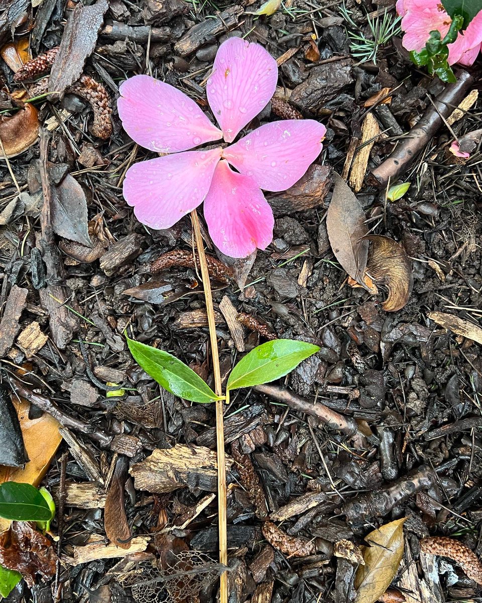 yasmine_oozeear's tweet photo. ~~~ 🍃🌸🍃 it’s the little things
That matter the M🌸st ~~~ 🍃🌸🍃
#SoftPetals
#Creativity
….🌸… https://t.co/CHTrxBZE9G