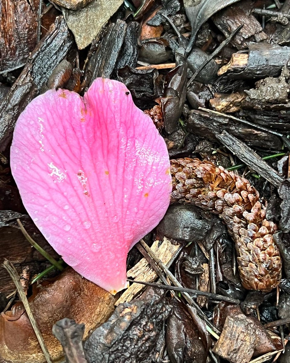yasmine_oozeear's tweet photo. ~~~ 🍃🌸🍃 it’s the little things
That matter the M🌸st ~~~ 🍃🌸🍃
#SoftPetals
#Creativity
….🌸… https://t.co/CHTrxBZE9G