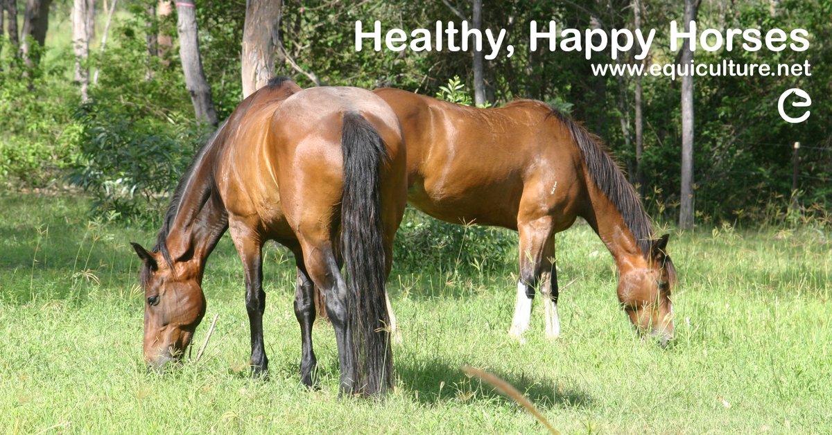 EquicultureJane's tweet photo. Change your perspective, maybe only one field at a time, but please realise that, as a group, horse owners have a pivotal role to play in our rural and agricultural landscape: Become part of that positive change. #equiculture #horses #environment #healthylandhealthyhorse https://t.co/dD5NlmlQ2u