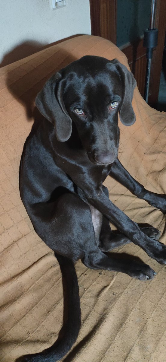 El_Hacedor's tweet photo. Este es #Chazo , que en idioma canino significa "tengo cara de 'yo no he sido', pero, sí, he sido yo 🙄🤪" #Chazo_facts #labraweimar https://t.co/6bpgp89FFp