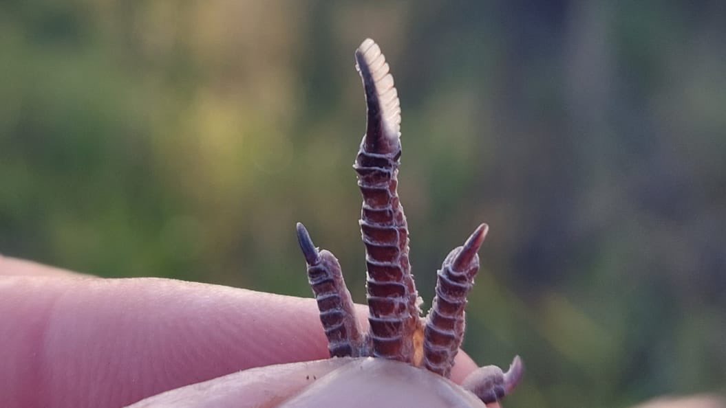 MfaziNkonzo's tweet photo. The pectinate claw on toe 3 of a nightjar, made for keeping the feathers clean, especially around the wide-mouthed gape that the beak does to captures insects from the air at night! #trackingisoriginalwisdom #cybertracker #birdtracksandsigns #wildlifetracking #tracksandsigns https://t.co/sOurRutrGQ