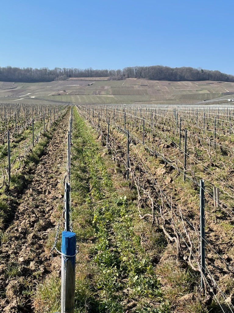 LouisRoederer_'s tweet photo. We are almost ready! #Spring2022 #Soil #LifeisBack #InPursuitofTaste -JBL https://t.co/Du8Q7RbsD0