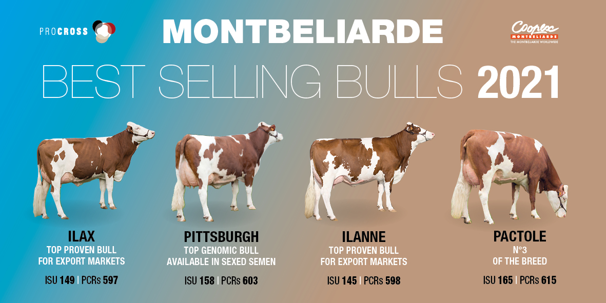 ProcrossCows's tweet image. ✅ILAX🏅ISU 149 &amp;amp; 597 PCRs, highly recommended for ProCROSS breeders
✅PITTSBURGH🏅ISU 158 &amp;amp; PCRs 603, top genomic bull, available in sexed semen
✅ILANNE🏅ISU 145 &amp;amp; PCRs 598
✅PACTOLE🏅ISU 165 &amp;amp; PCRs 615N°3 of the Montbeliarde breed.
#montbeliardecoopex #procross