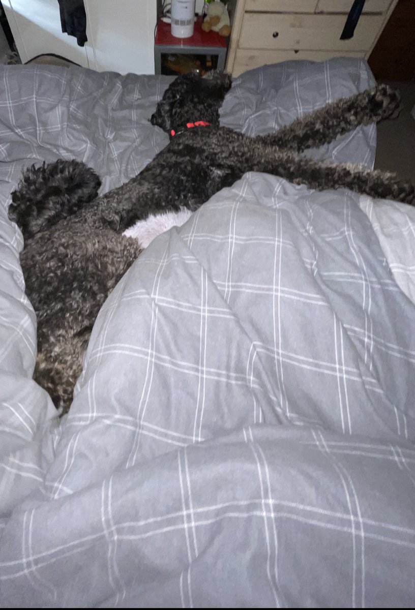 _GoldenDoodle2's tweet photo. Love a good stretch on my dads bed 😂🐾❤️🐾@_GoldenDoodle1 @_KickCass https://t.co/l5vWCJm6aB