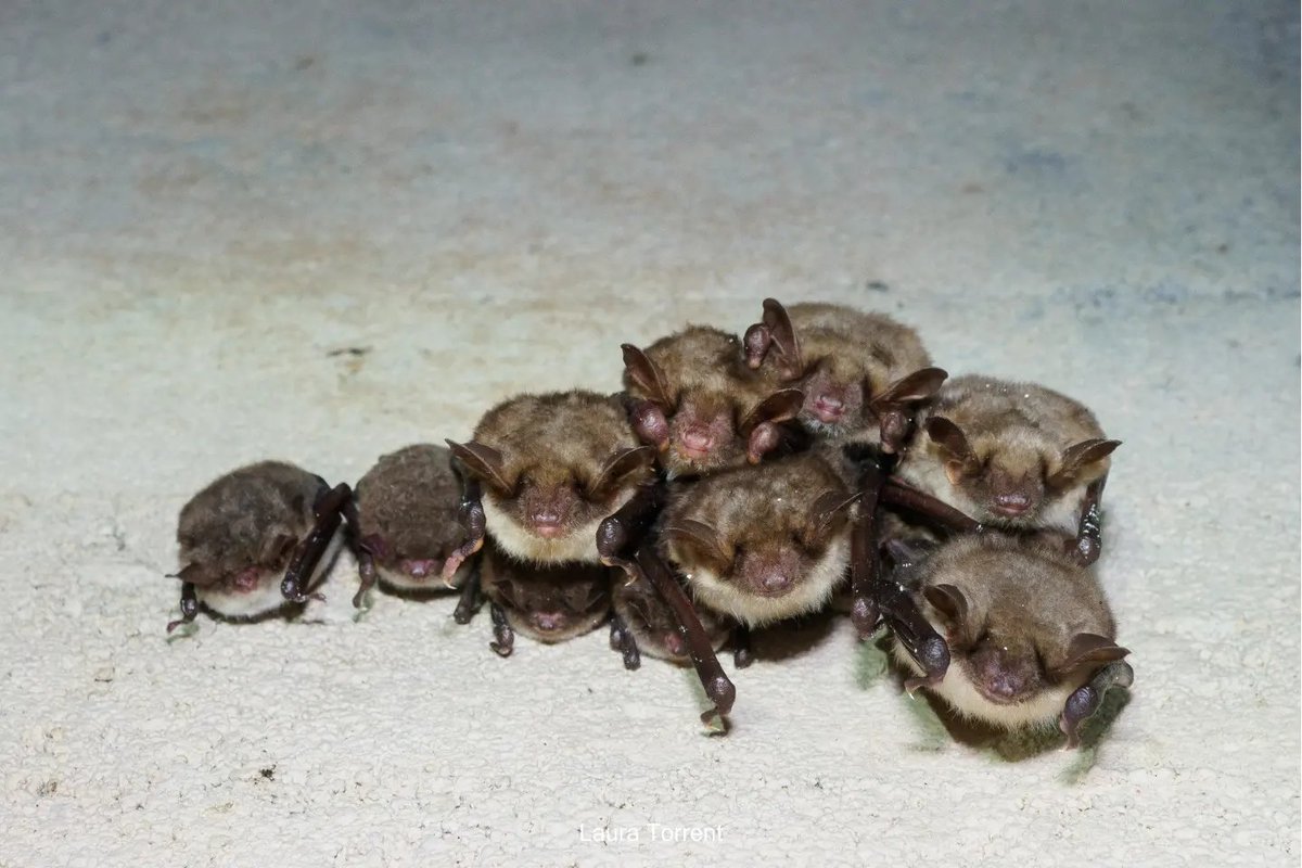 arualentina's tweet photo. While #bats still hibernate inside Nietoperek underground system, let's see if you are able to identify how many species are in this cluster
🦇💤🦇💤
#BatConservation #BatMonitoring #CitizenScience https://t.co/yITjykQt7l