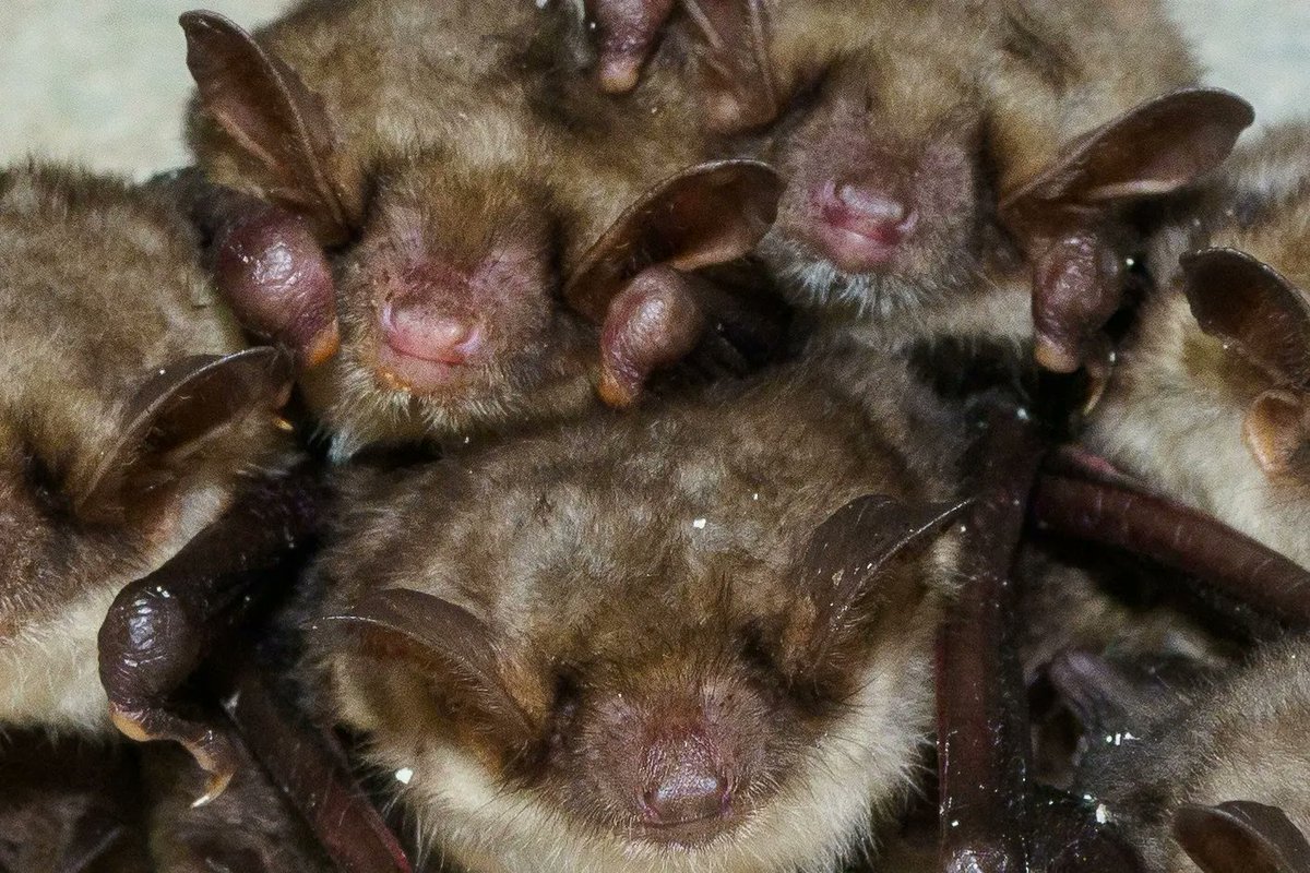 While #bats still hibernate inside Nietoperek underground system, let's see if you are able to identify how many species are in this cluster
🦇💤🦇💤
#BatConservation #BatMonitoring #CitizenScience